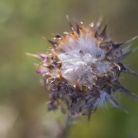Çiftlik konaklama Poggio Corbello *